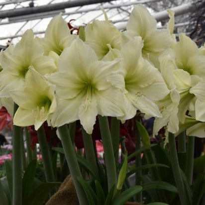 Buy Hippeastrum 'Luna' Bulbs online UK
