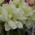 Buy Hippeastrum 'Marilyn' Bulbs online UK