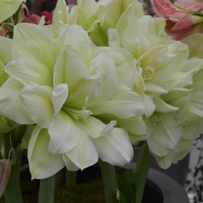 Buy Hippeastrum 'Marilyn' Bulbs online UK