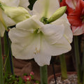 Buy Hippeastrum 'Mont Blanc' Bulbs online UK