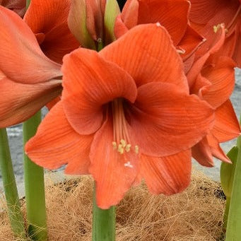 Buy Hippeastrum 'Naranja' Bulbs online UK