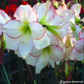 Buy Hippeastrum 'Picotee' Bulbs online UK