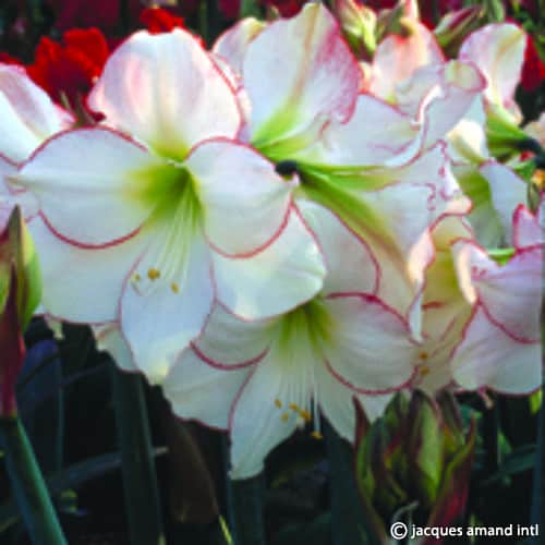 Buy Hippeastrum 'Picotee' Bulbs online UK