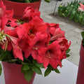 A Hippeastrum 'Pleasure' plant flowering in a pot.