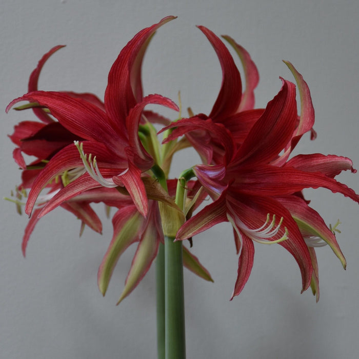 Buy Hippeastrum 'Quito' Bulbs online UK