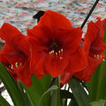 Buy Hippeastrum 'Red Lion' Bulbs online UK