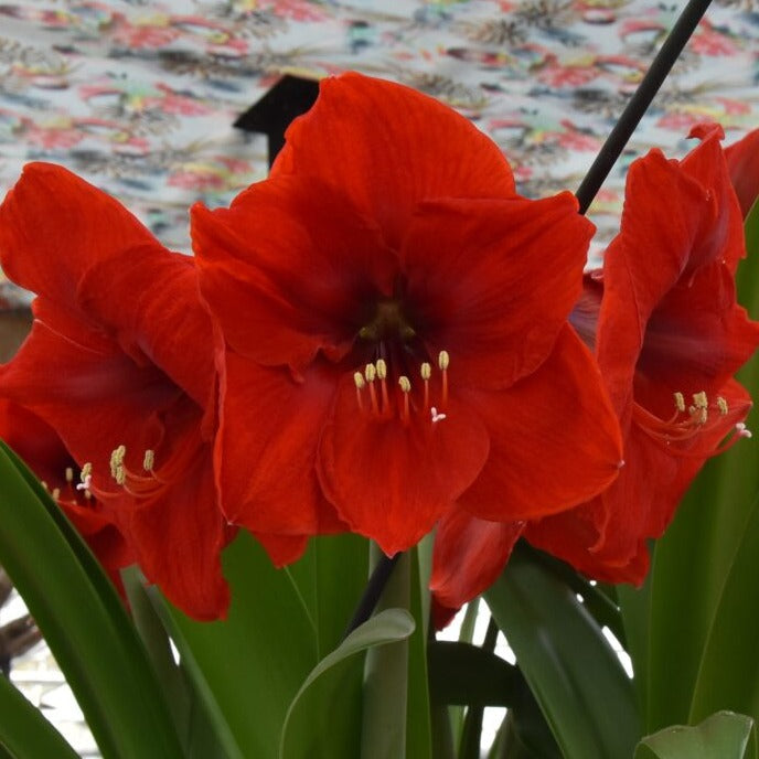 Buy Hippeastrum 'Red Lion' Bulbs online UK