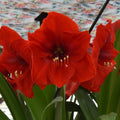 Buy Hippeastrum 'Red Lion XL' Bulbs online UK