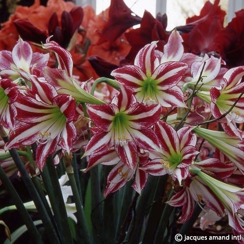 Buy Hippeastrum 'Santiago' Bulbs online UK