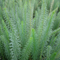 Buy Hippuris vulgaris (Mare's Tail) online UK