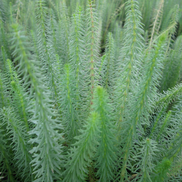 Buy Hippuris vulgaris (Mare's Tail) online UK