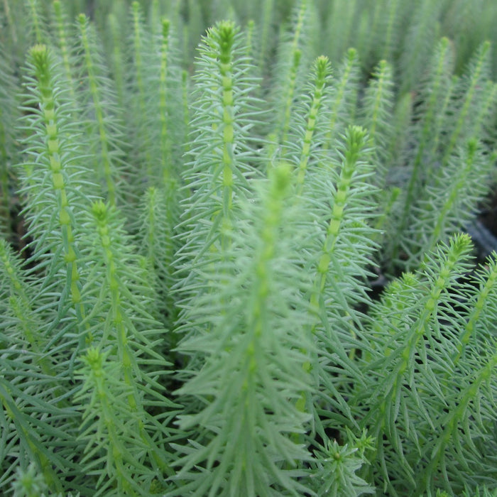 Buy Hippuris vulgaris (Mare's Tail) online UK