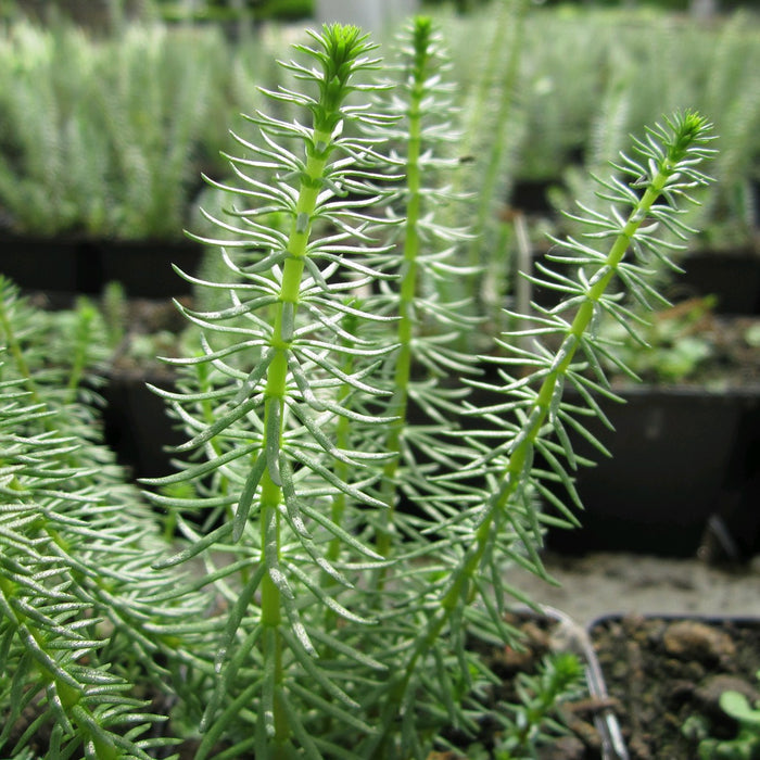 Buy Hippuris vulgaris (Mare's Tail) online UK