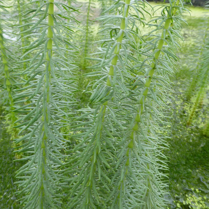Buy Hippuris vulgaris (Mare's Tail) online UK
