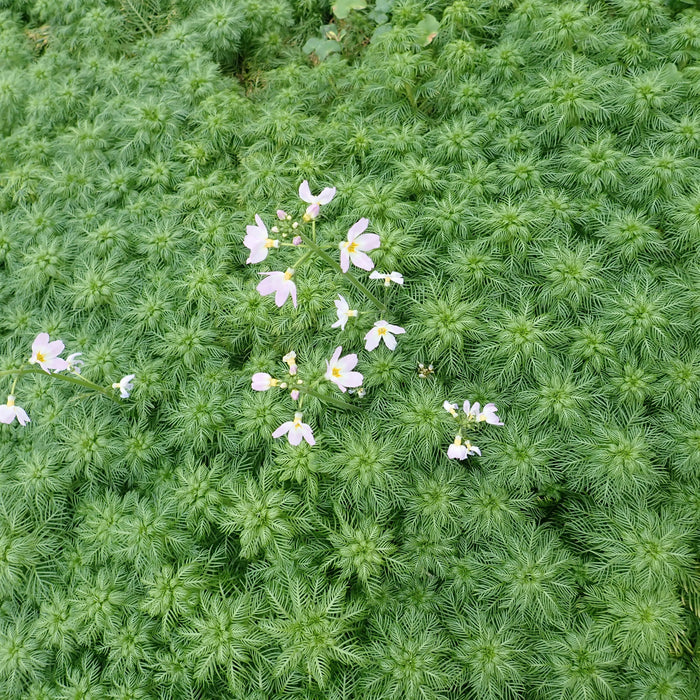 Buy Hottonia palustris (Water Violet) online UK
