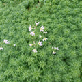 Buy Hottonia palustris (Water Violet) online UK