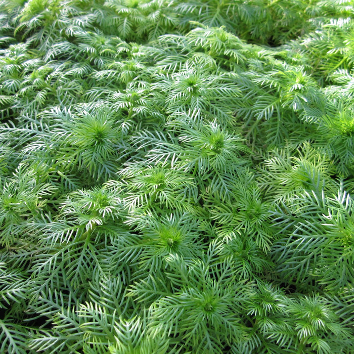 Buy Hottonia palustris (Water Violet) online UK