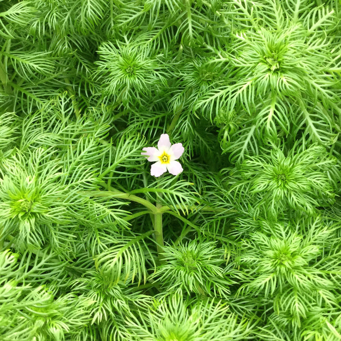 Buy Hottonia palustris (Water Violet) online UK