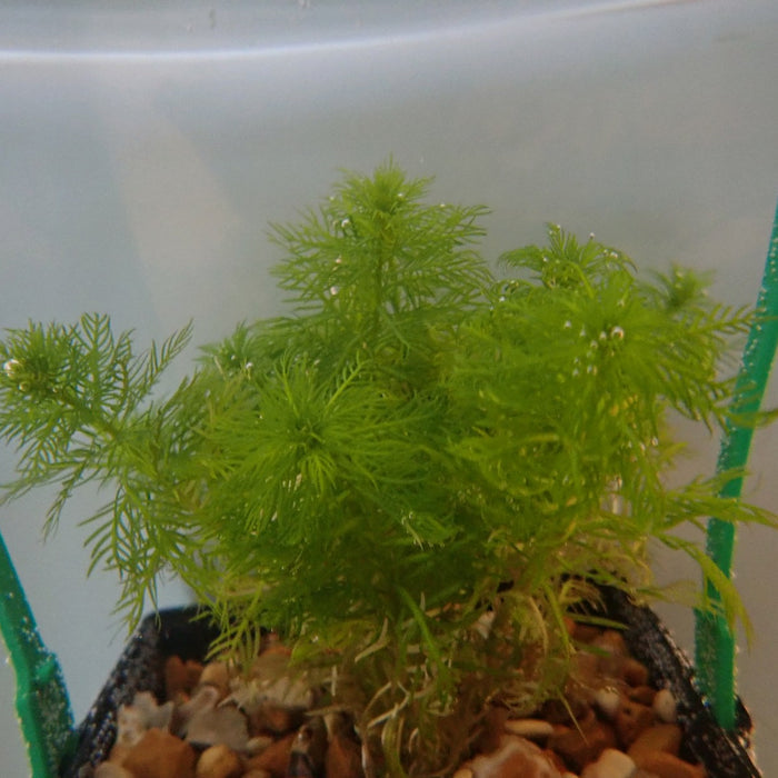 Buy Hottonia palustris (Water Violet) online UK