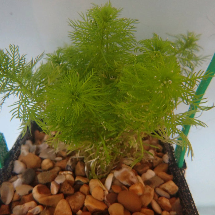 Buy Hottonia palustris (Water Violet) online UK