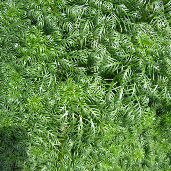Buy Hottonia palustris (Water Violet) online UK