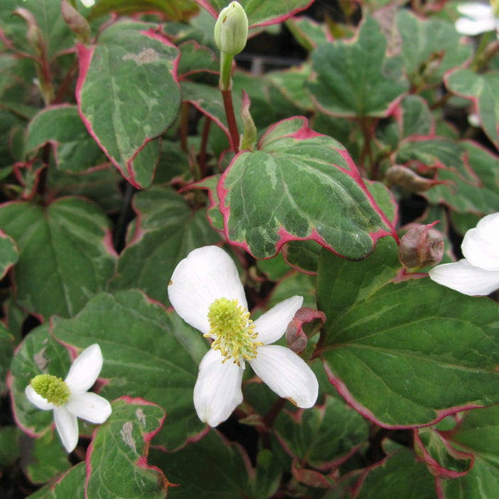 Buy Houttuynia cordata 'Boo Boo' online UK