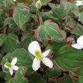 Buy Houttuynia cordata 'Boo Boo' online UK