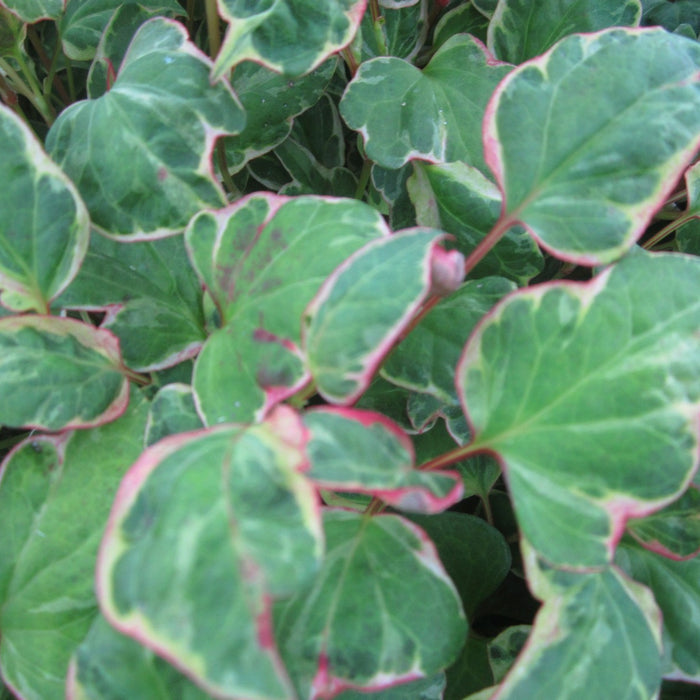 Buy Houttuynia cordata 'Boo Boo' online UK