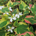 Buy Houttuynia cordata 'Chameleon' (Harlequin Plant) online UK
