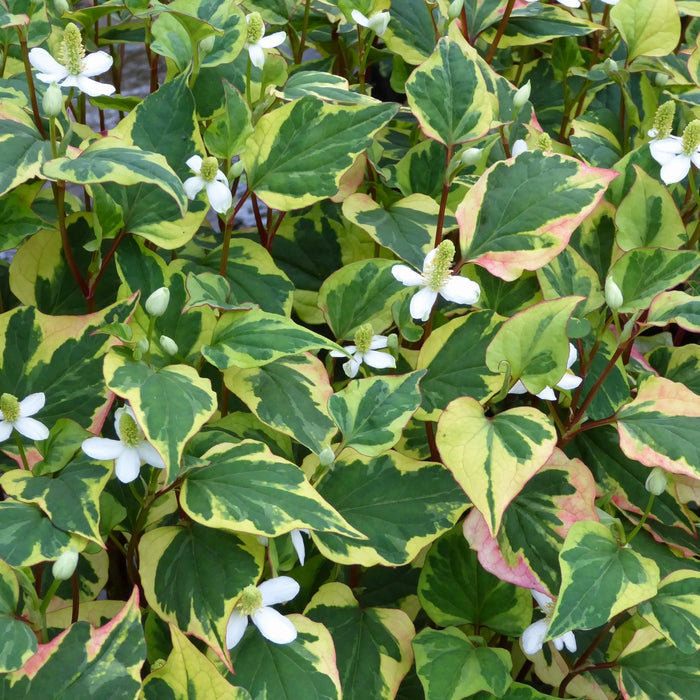 Buy Houttuynia cordata 'Chameleon' (Harlequin Plant) online UK