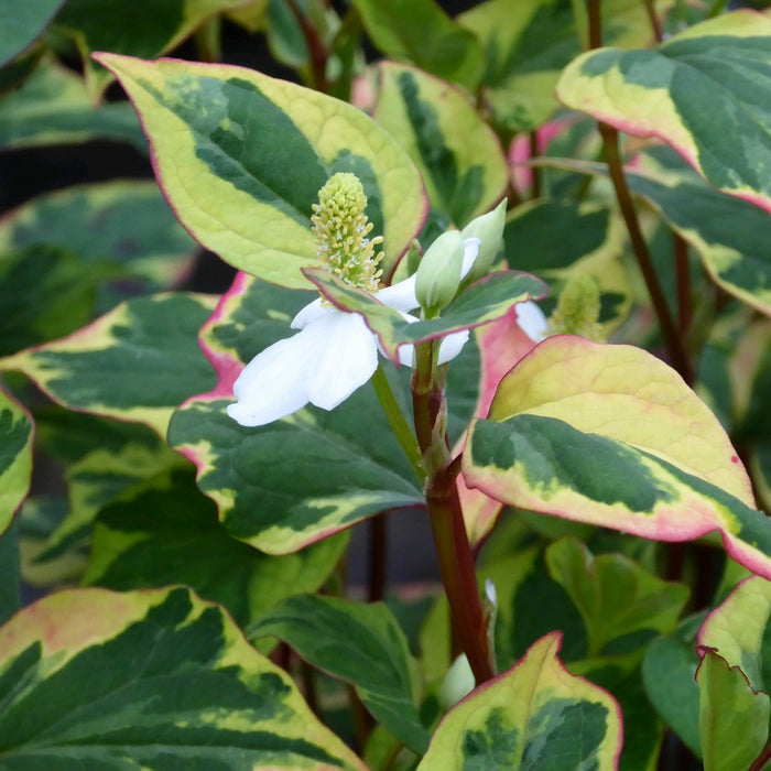 Buy Houttuynia cordata 'Chameleon' (Harlequin Plant) online UK