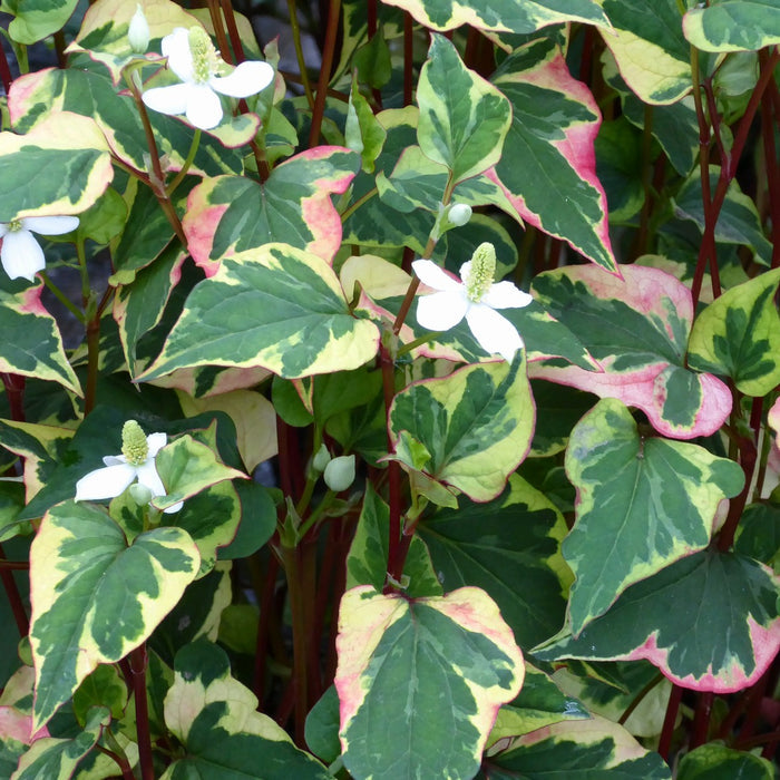Buy Houttuynia cordata 'Chameleon' (Harlequin Plant) online UK