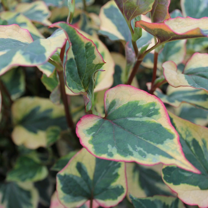 Buy Houttuynia cordata 'Chameleon' (Harlequin Plant) online UK
