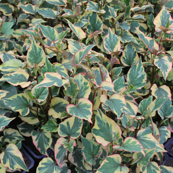 Buy Houttuynia cordata 'Chameleon' (Harlequin Plant) online UK