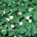 Buy Houttuynia cordata 'Plena' (Orange Peel Plant) online UK