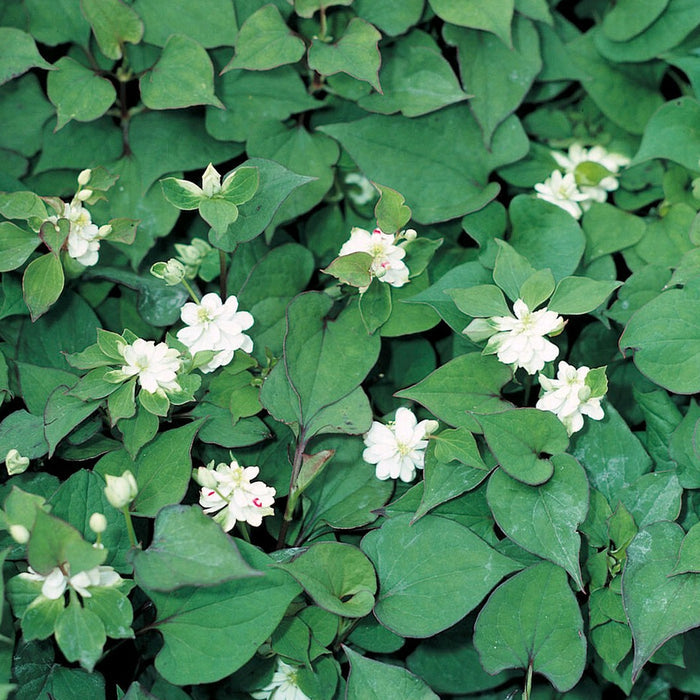 Buy Houttuynia cordata 'Plena' (Orange Peel Plant) online UK