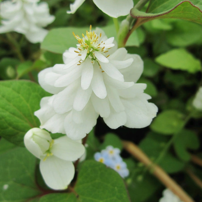 Buy Houttuynia cordata 'Plena' (Orange Peel Plant) online UK