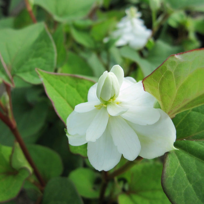Buy Houttuynia cordata 'Plena' (Orange Peel Plant) online UK