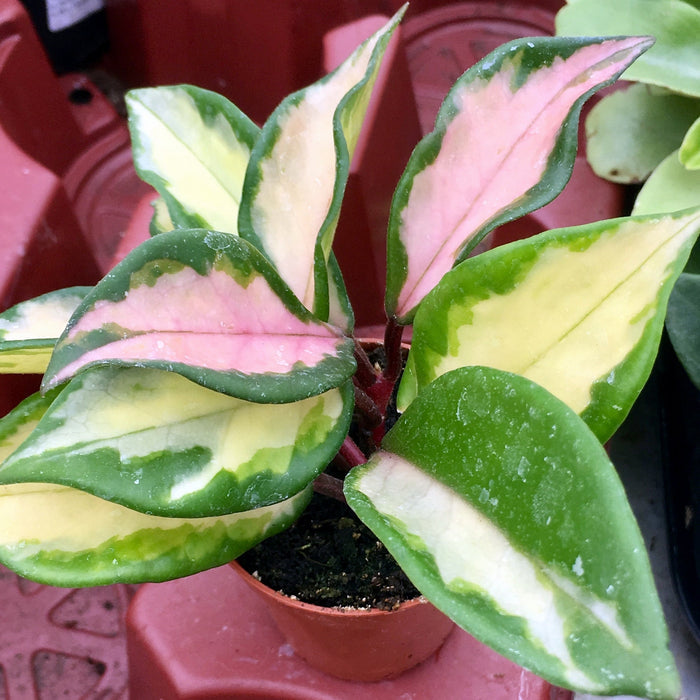 Buy Hoya carnosa 'Tricolor' online UK