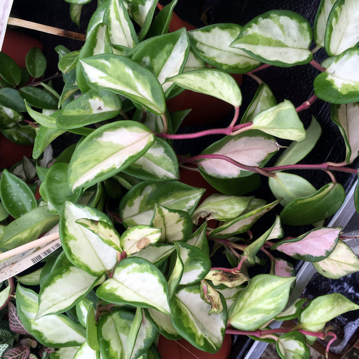 Buy Hoya carnosa 'Tricolor' online UK