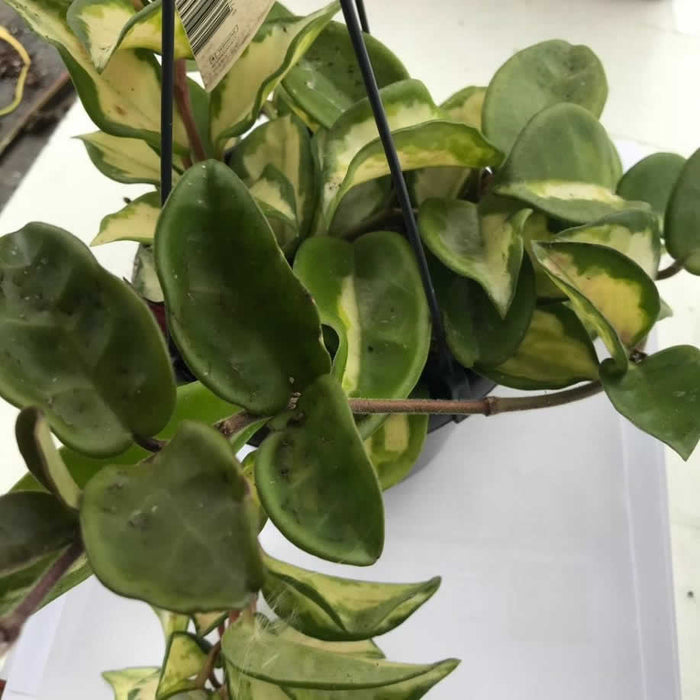 Buy Hoya carnosa 'Tricolor' online UK