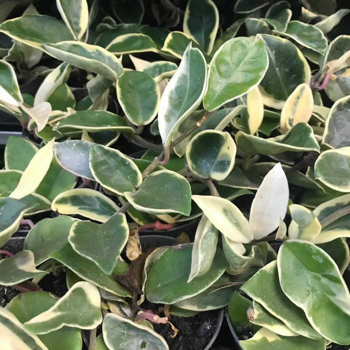 Buy Hoya carnosa 'Tricolor' online UK