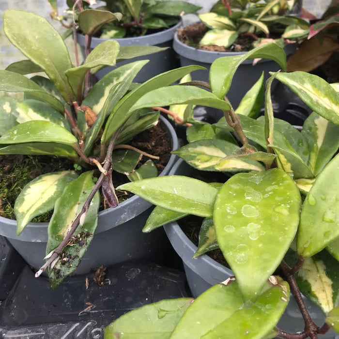 Buy Hoya carnosa 'Tricolor' online UK