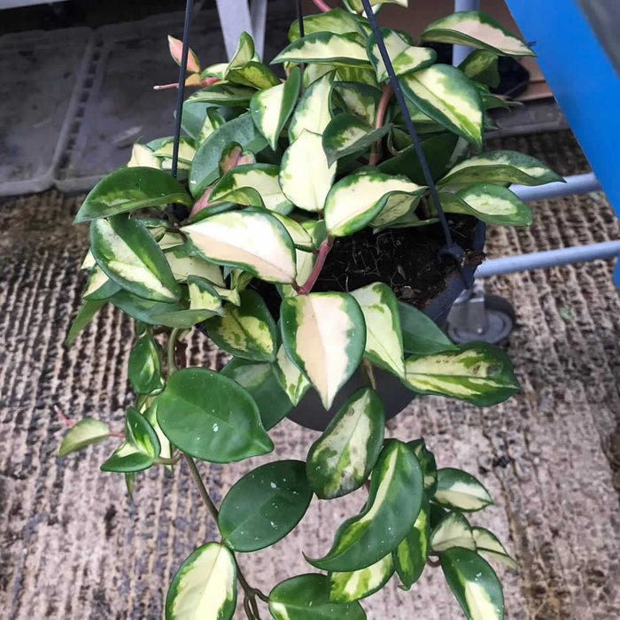 Buy Hoya carnosa 'Tricolor' online UK