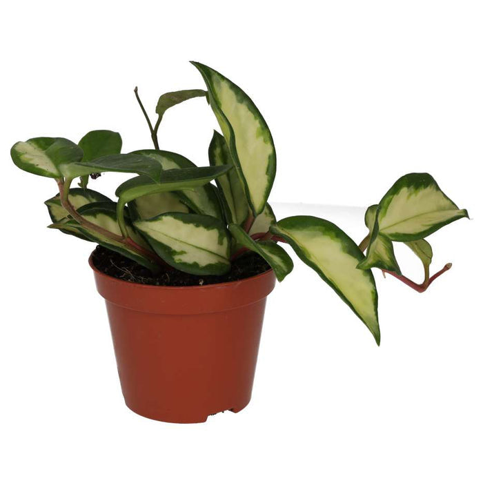 Buy Hoya carnosa 'Tricolor' online UK