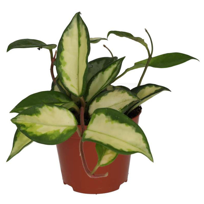 Buy Hoya carnosa 'Tricolor' online UK