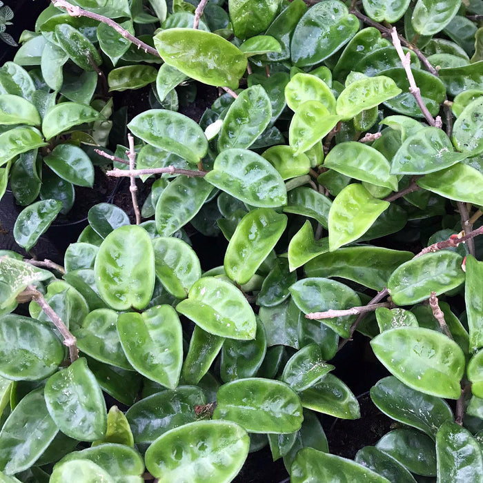 Buy Hoya carnosa (Wax Plant) online UK