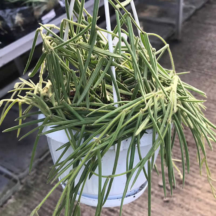 Buy Hoya carnosa (Wax Plant) online UK