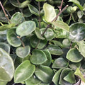 Buy Hoya carnosa (Wax Plant) online UK