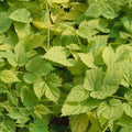 Buy Humulus lupulus 'Aureus' online UK